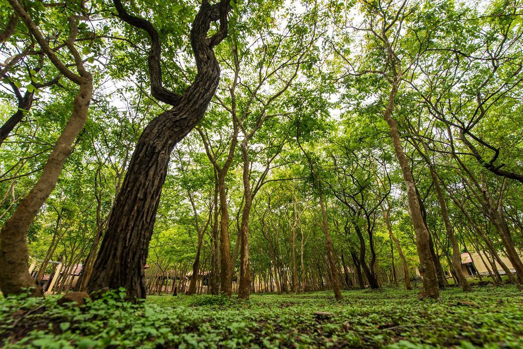 The Windflower Jungle Resort & Spa, Bandipur Exterior photo